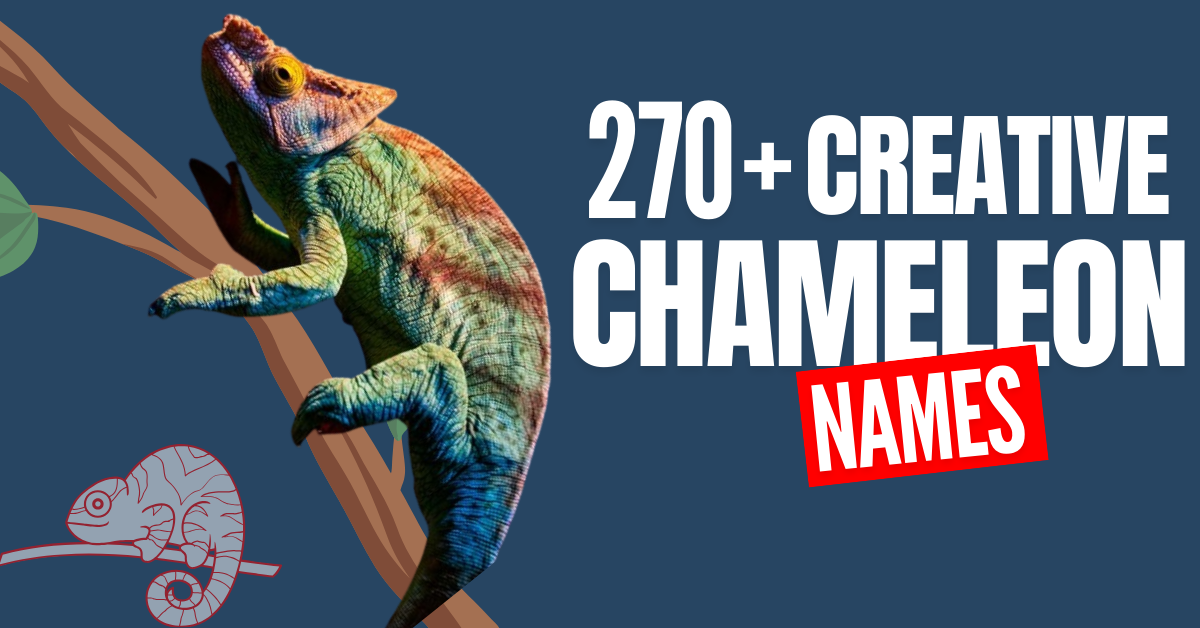 270+ Creative and Meaningful Names for Your Chameleon: A Complete Guide