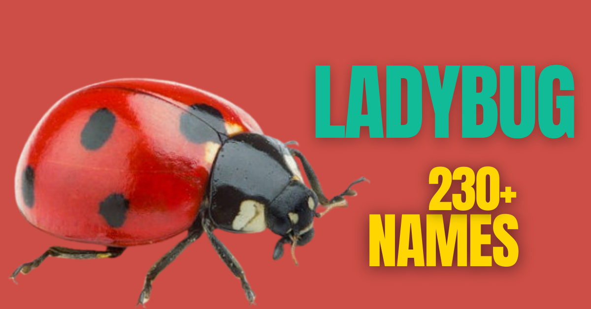 230+ Ladybug Names: Fun, Meaningful, and Unique Ideas