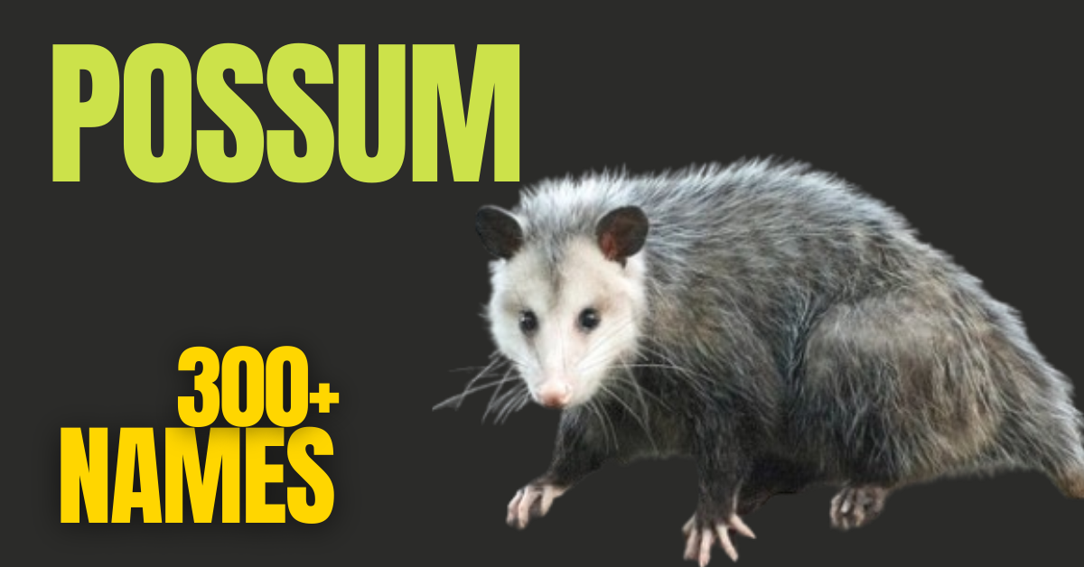 300+ Opossum Adorable and Unique Names