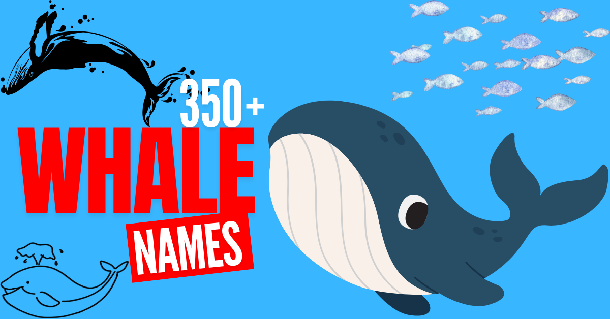 350+ Creative Whale Names for Every Personality and Species