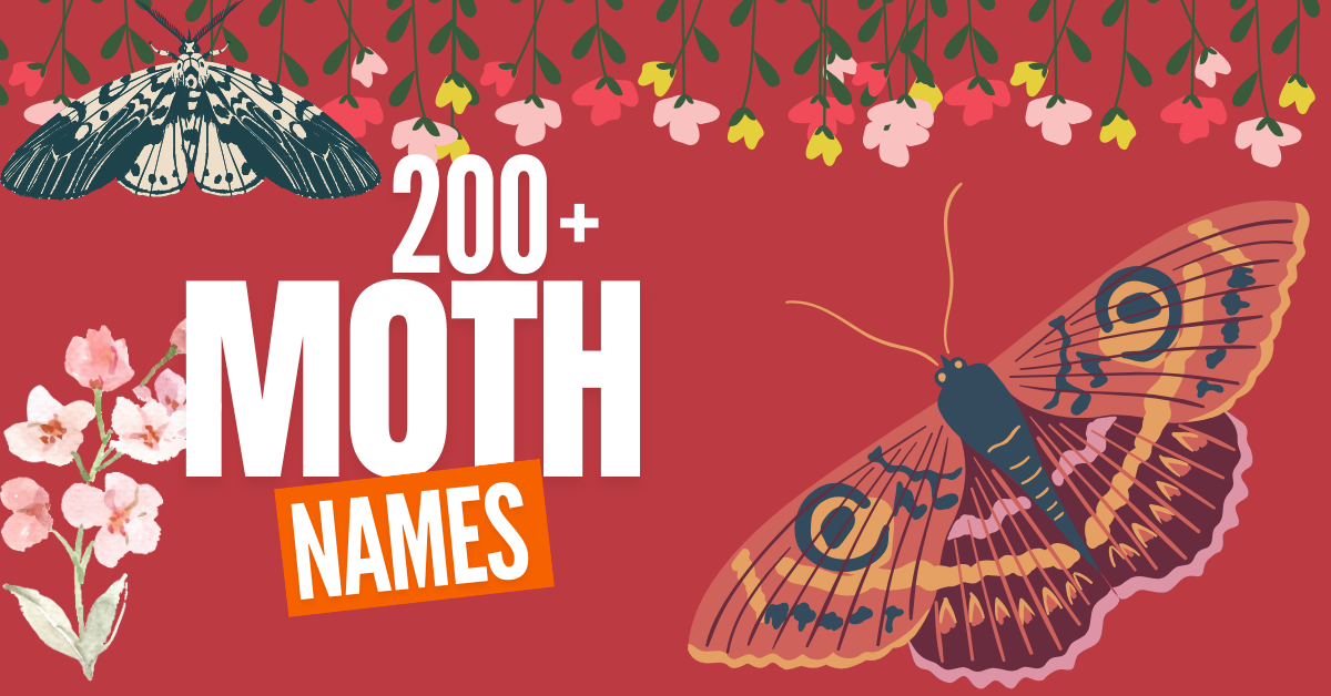 200+ Moth Names: Unique, Funny, and Meaningful Ideas for Your Pet Moth