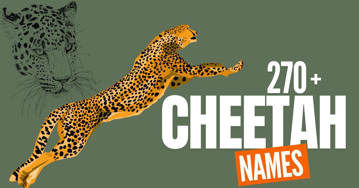 270+ Cheetah Names with Meanings ( Name Generator)