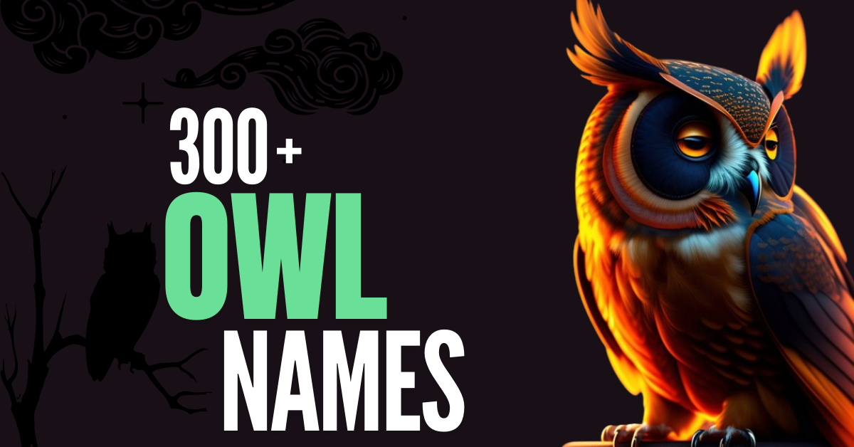 300+ Cute Owl Names for Your Pet (With Meaning and Fun Ideas)