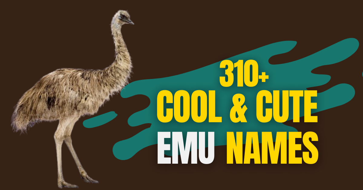 310+ Cool & Cute Emu Names with Meaning