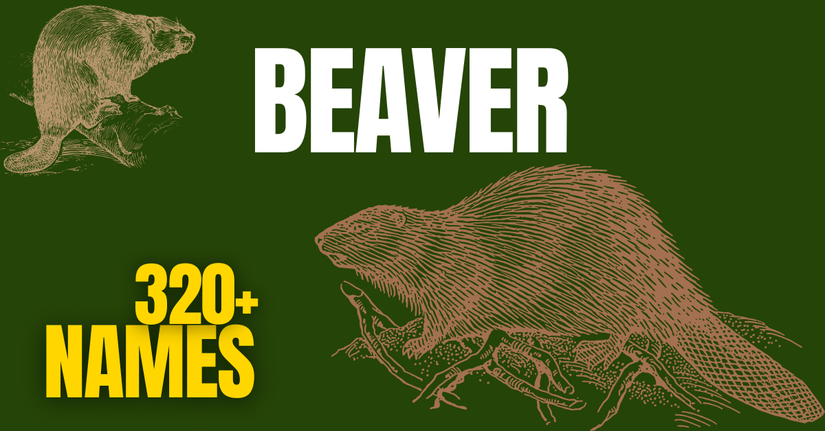 320+ Creative Beaver Names: Meaningful, Cute, Funny & Unique Ideas