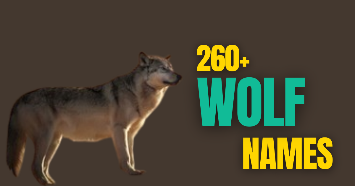 260+ Cool & Funny Wolf Names + AI Generator