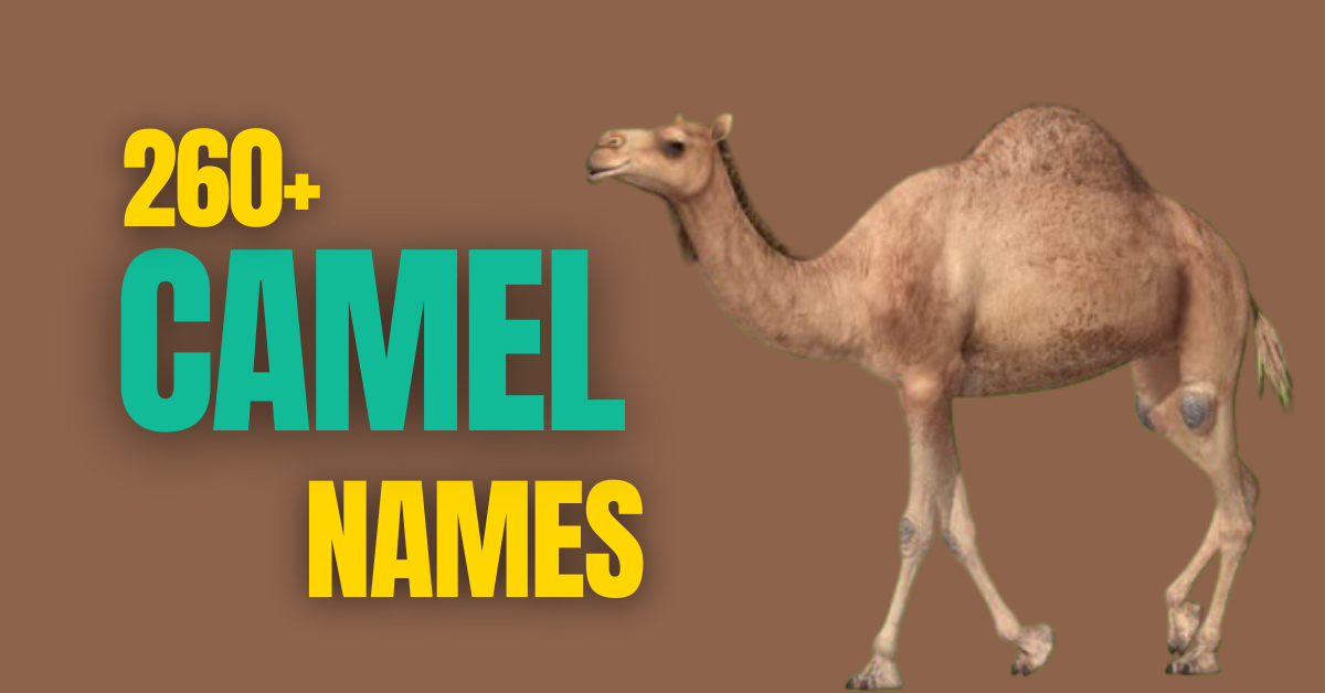 260+ Camel Names: Funny, Cute, Unique, and More