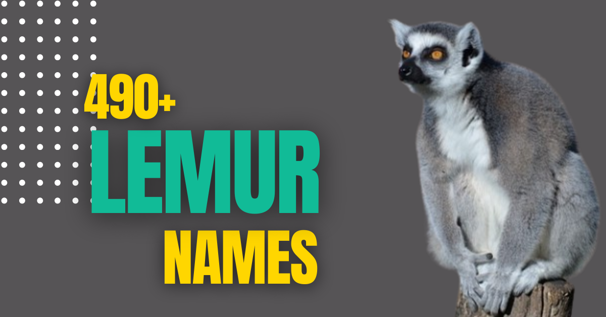 490+ Cool & Unique Lemur Names Meaningful Ideas