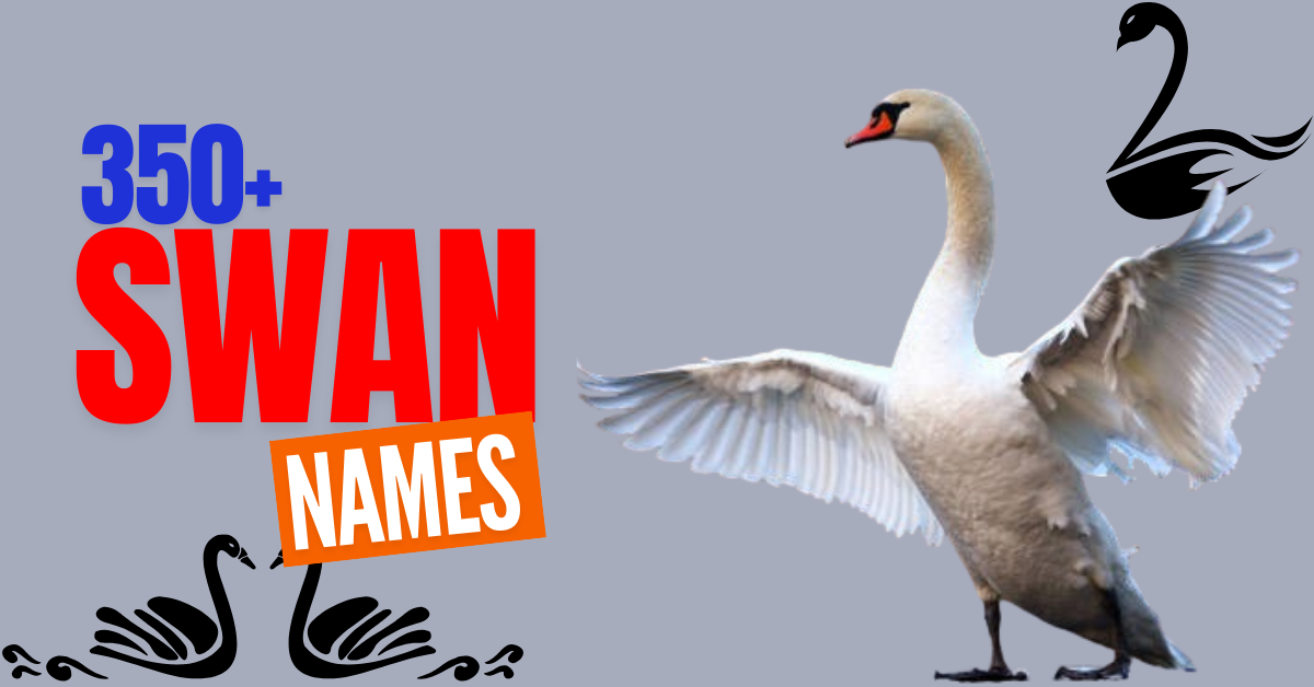 350+ Unique and Elegant Swan Names: Meaningful, Mythical, and Creative Ideas