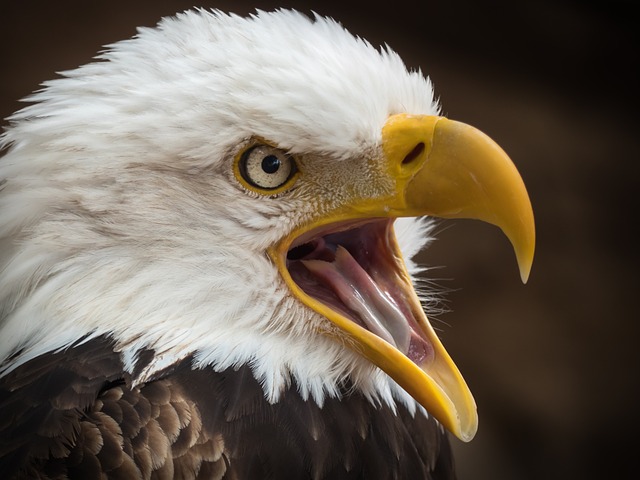 Strong Eagle Names