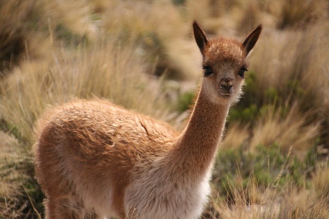 Male Alpaca Names