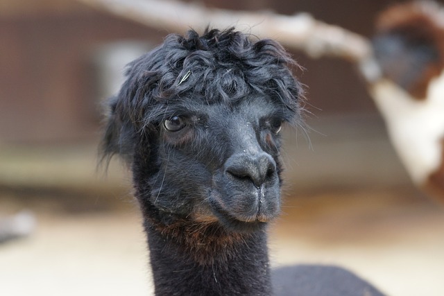 Black Alpaca Names