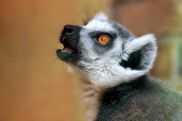 Funny Lemur Names for Playful Personalities