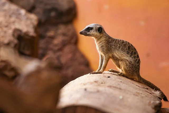 Meerkat Names for Watchful Pets