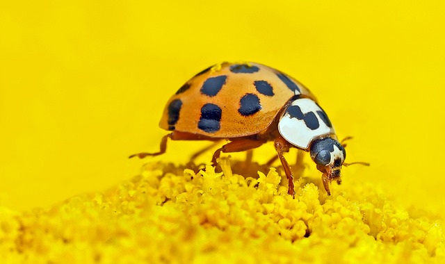 Cute Ladybug Names with Meaning