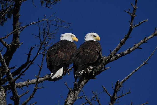 Specific Eagle Species Names