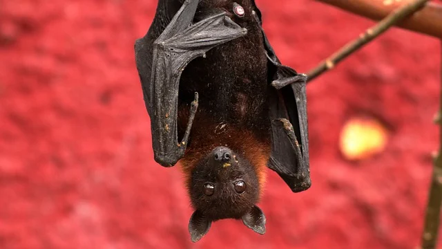 Best Names for Bats with Meaning