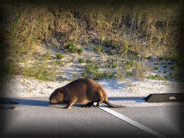 Male Beaver Names: Strong and Masculine Choices