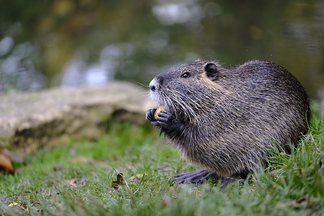 Fun Beaver Names: Unique and Punny Ideas