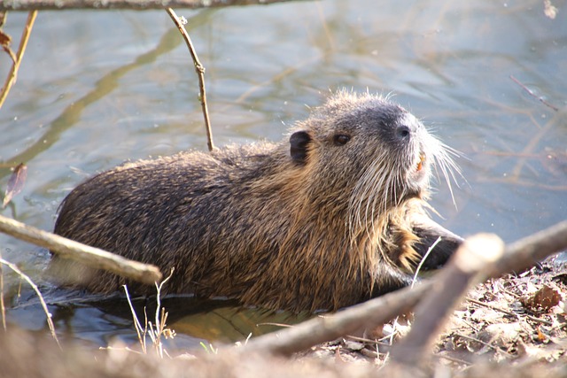 Top Beaver Names with Meaning