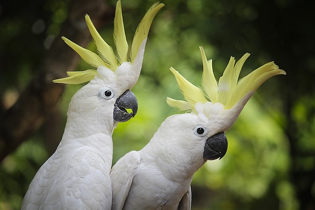 Unique and Exotic Bird Names