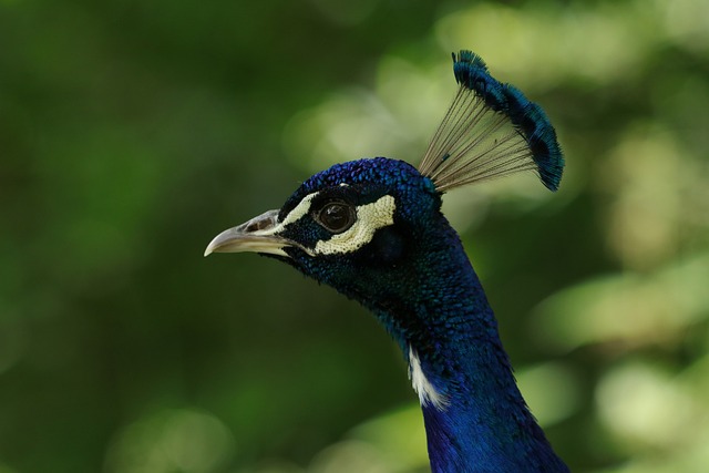 Cute Peacock Names