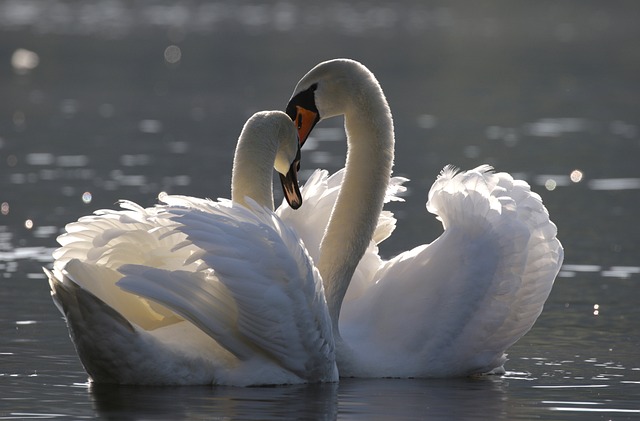 Funny Swan Names