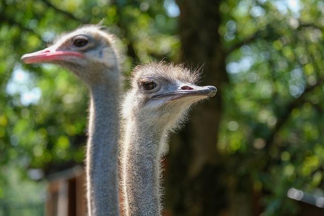 Unisex Emu Names