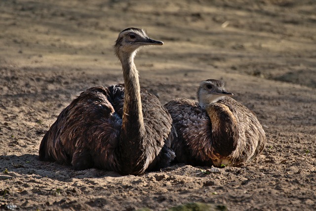 Top Emu Names with Meaning