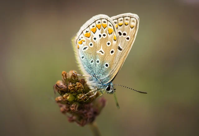 Butterfly Names for Spring