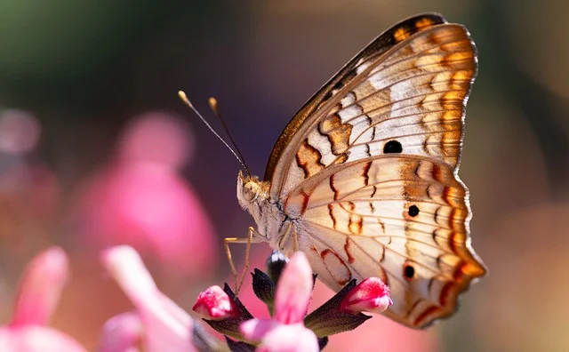 Flower-Inspired Butterfly Names