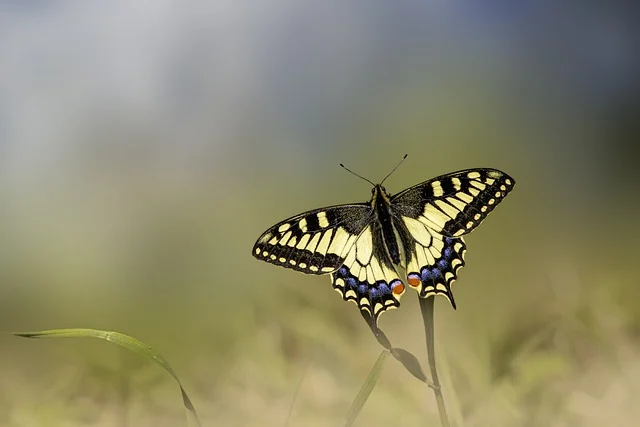 Regal Butterfly Names