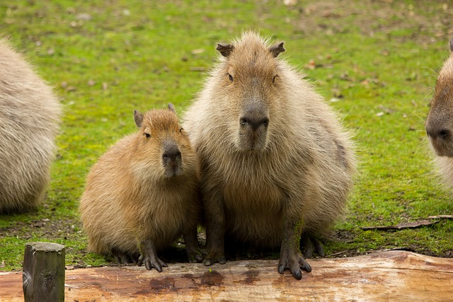 Cool Capybara Names