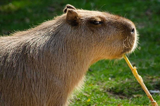 Funny Capybara Names