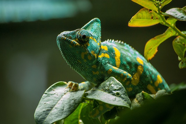 Funny and Humorous Chameleon Names