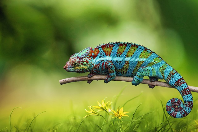 Chameleons Name Categories