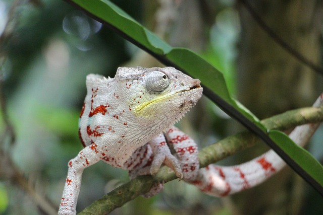 Female Chameleon Names