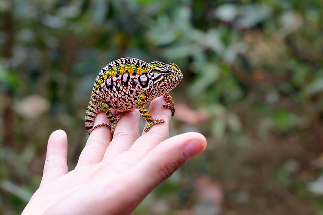 Chameleon Cute Names