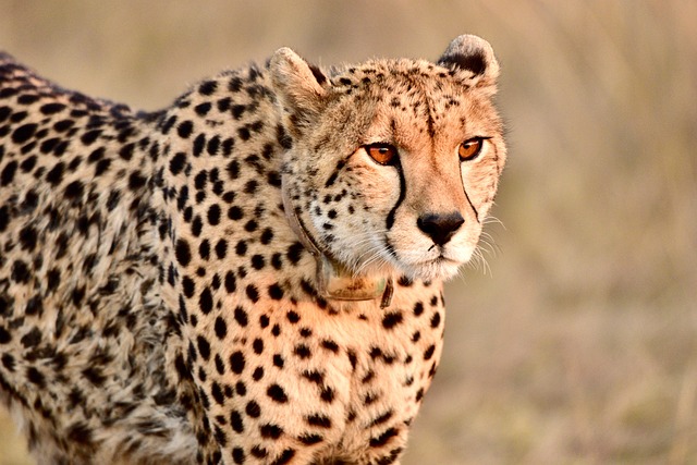 Cool and Powerful Cheetah Names