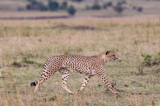 Cheetah Names that Start with “C”