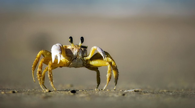 Female Crab Names