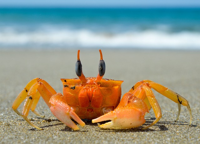 Top Crab Names with Meanings