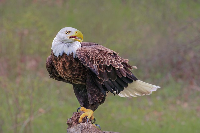 Baby Eagle Names