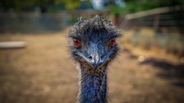 Funny Emu Names