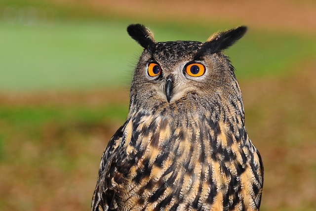 Male Owl Names