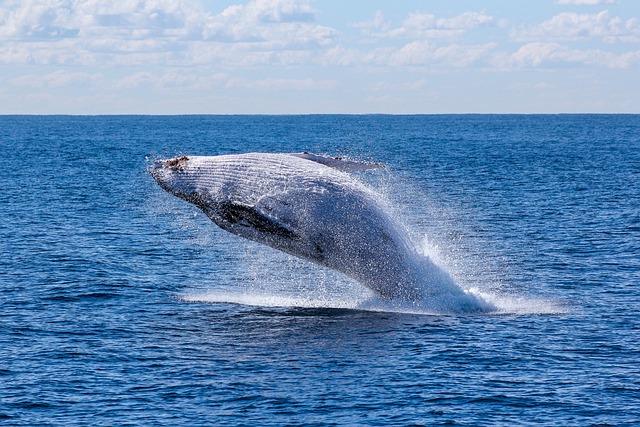 Whale Names by Type and Personality