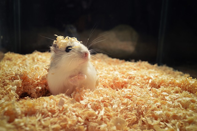 Cute and Playful Hamster Names