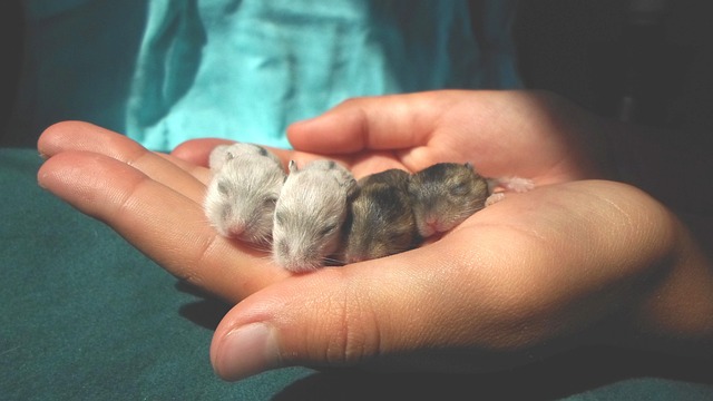 Cool and Edgy Hamster Names