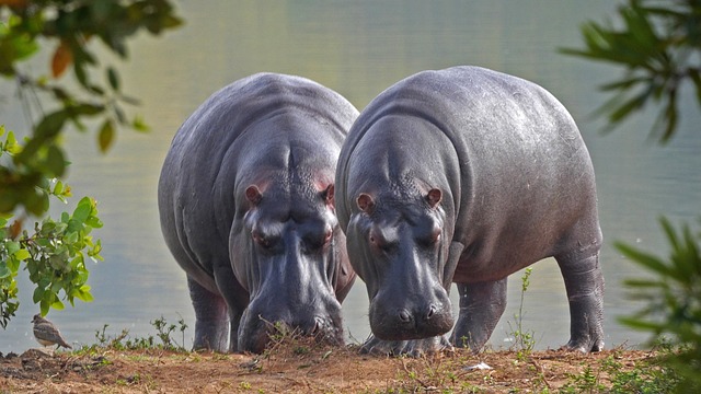 Funny Hippo Names