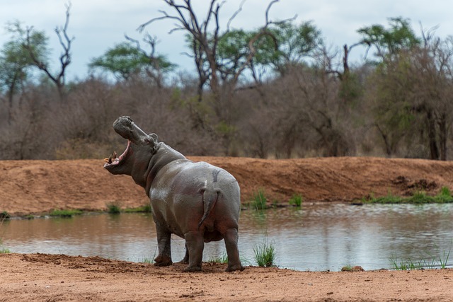 Cute Names for Hippos